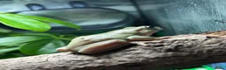 Frog reptiles for sale: Male and female whites tree frogs  - Advert 1