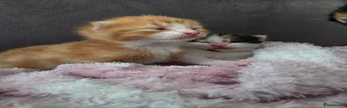 Ginger