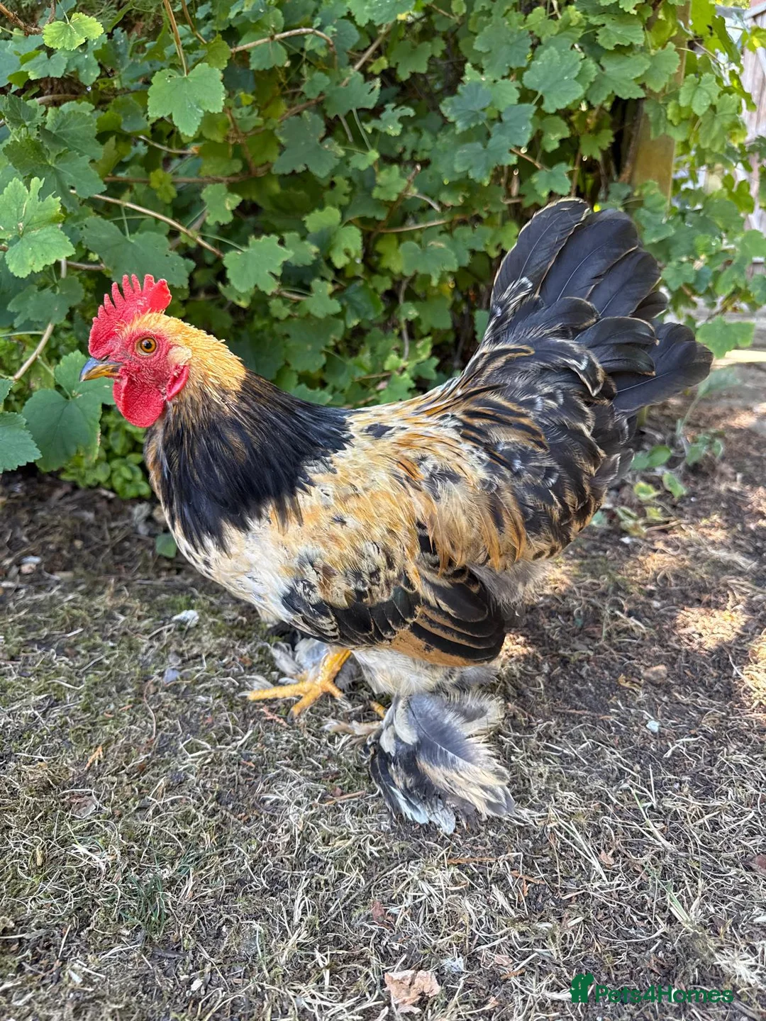 Chickens poultry for sale: Beautiful Bantam Cockerel For Sale in Thatcham - Advert 1