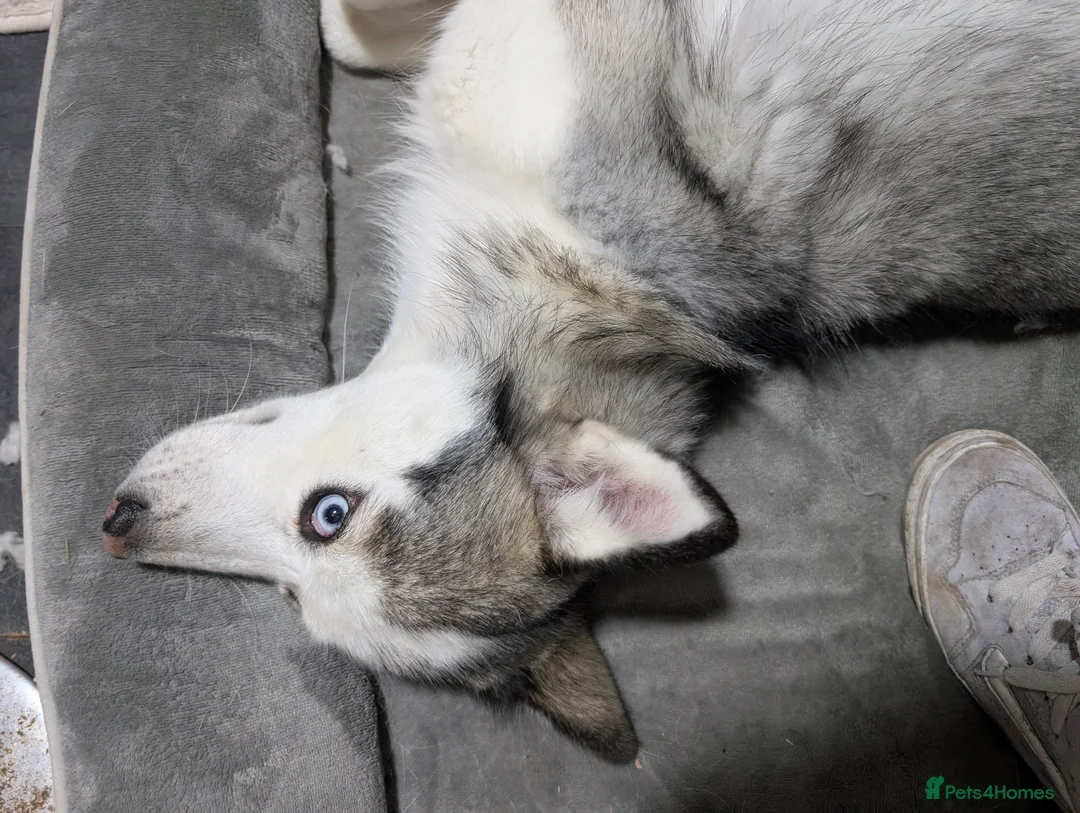 Siberian Husky dogs for sale: Shenzi 21months old  - Advert 2