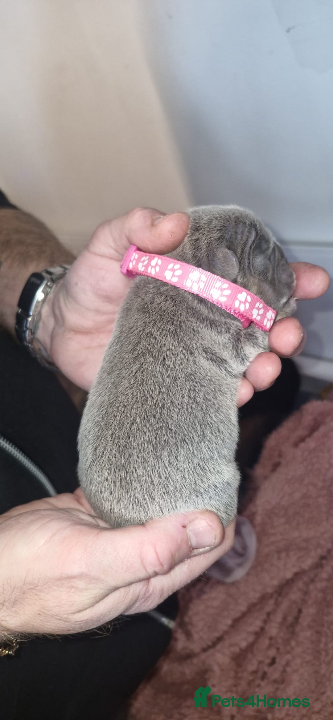 French Bulldog dogs for sale: Beautiful French bulldog puppies  - Advert 7