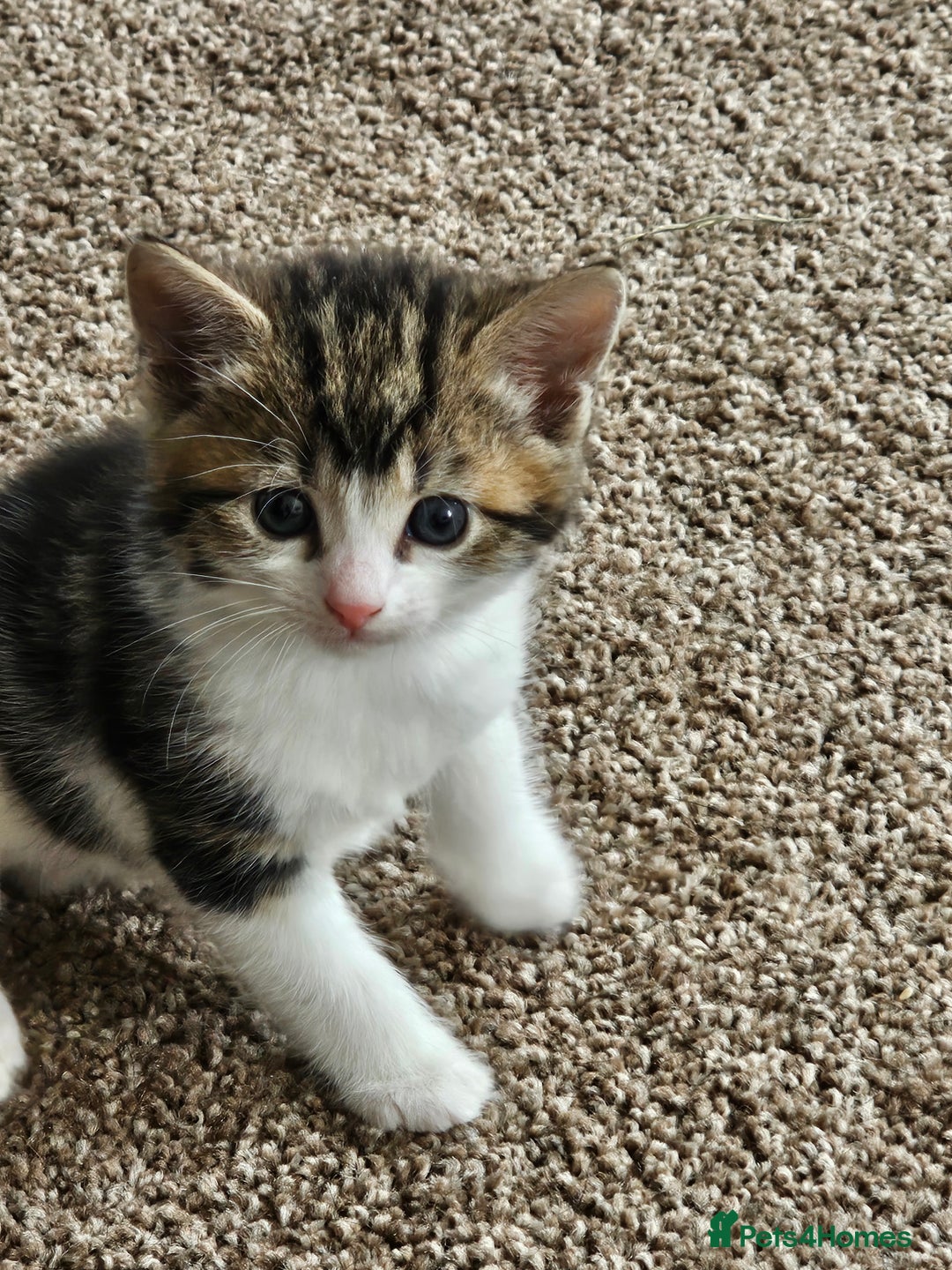 Mixed Breed cats for sale: Tabby mix rangdoll and black - Image 10
