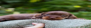 Dachshund 5