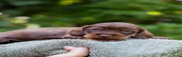 Dachshund dogs for sale: Standard Teckel wire haired Daschund’s   - Advert 9