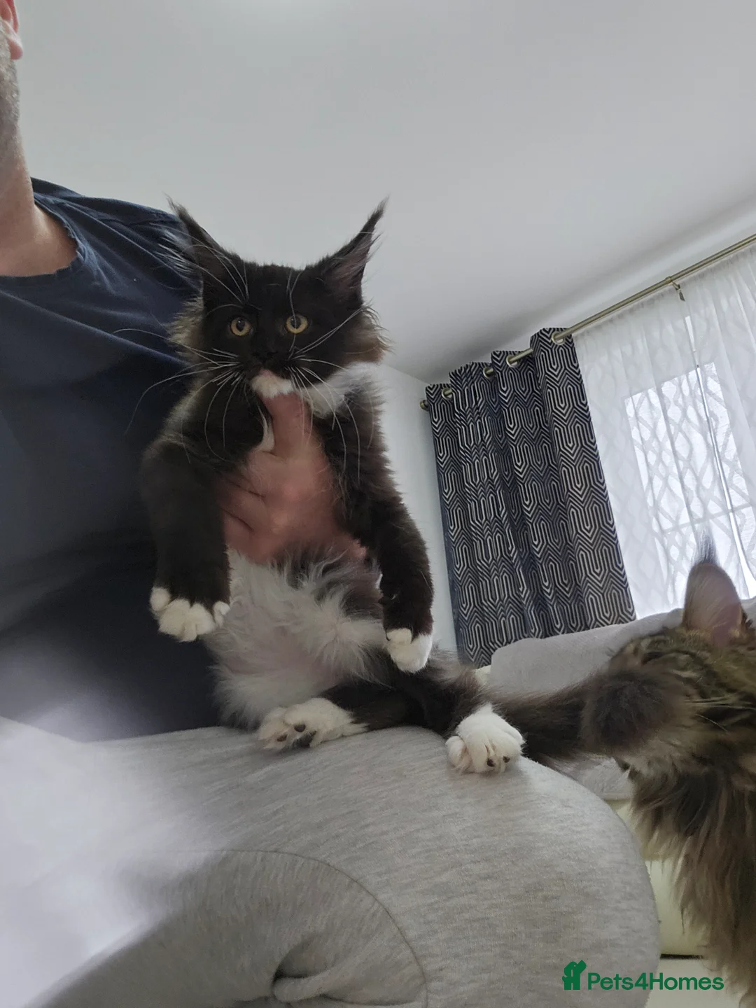 Maine Coon cats for sale: Giant Maine Coon  - Advert 4