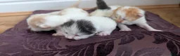 Mixed Breed cats for sale: £40 each or 2 for £70 - read description :) in Liverpool - Advert 32