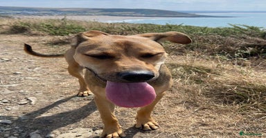 Mixed Breed dogs - Advert 14