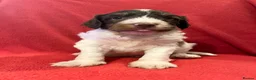 Miniature Poodle dogs for stud: Brown Phantom Merle Mini Poodle health tested in Stockton-on-Tees - Advert 29