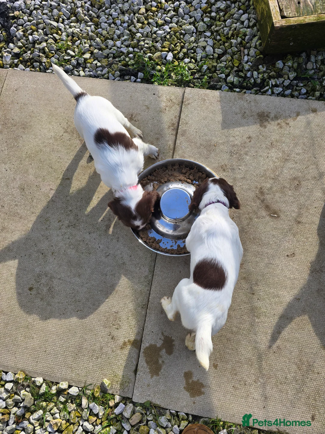 English Springer Spaniel dogs for sale:  Health tested Springer Spaniel puppies - Advert 2