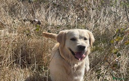 Golden Retriever dogs for sale: Expression of Interest - Golden Retriever Puppies - Image 13