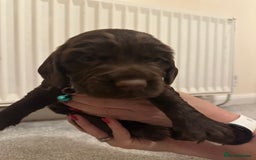 Cocker Spaniel dogs for sale: Cocker Spaniel Puppies- ready 17/12/25 - Advert 6