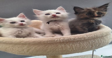 Maine Coon cats - Advert 6