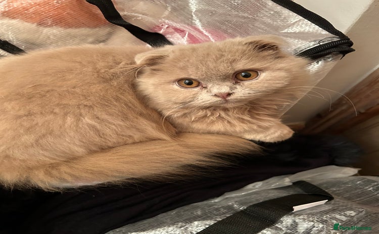 Scottish Fold cats 🩷Scottish fold kittens Ready Now 🩷 - Advert 14