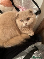 Scottish Fold cats 🩷Scottish fold kittens Ready Now 🩷 - Advert 6