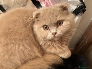 Scottish Fold cats 🩷Scottish fold kittens Ready Now 🩷 - Advert 12