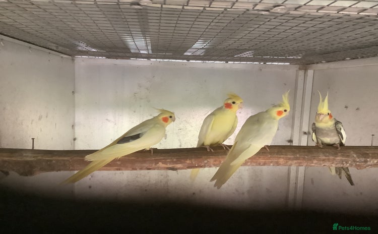 Cockatiels birds - Advert 11