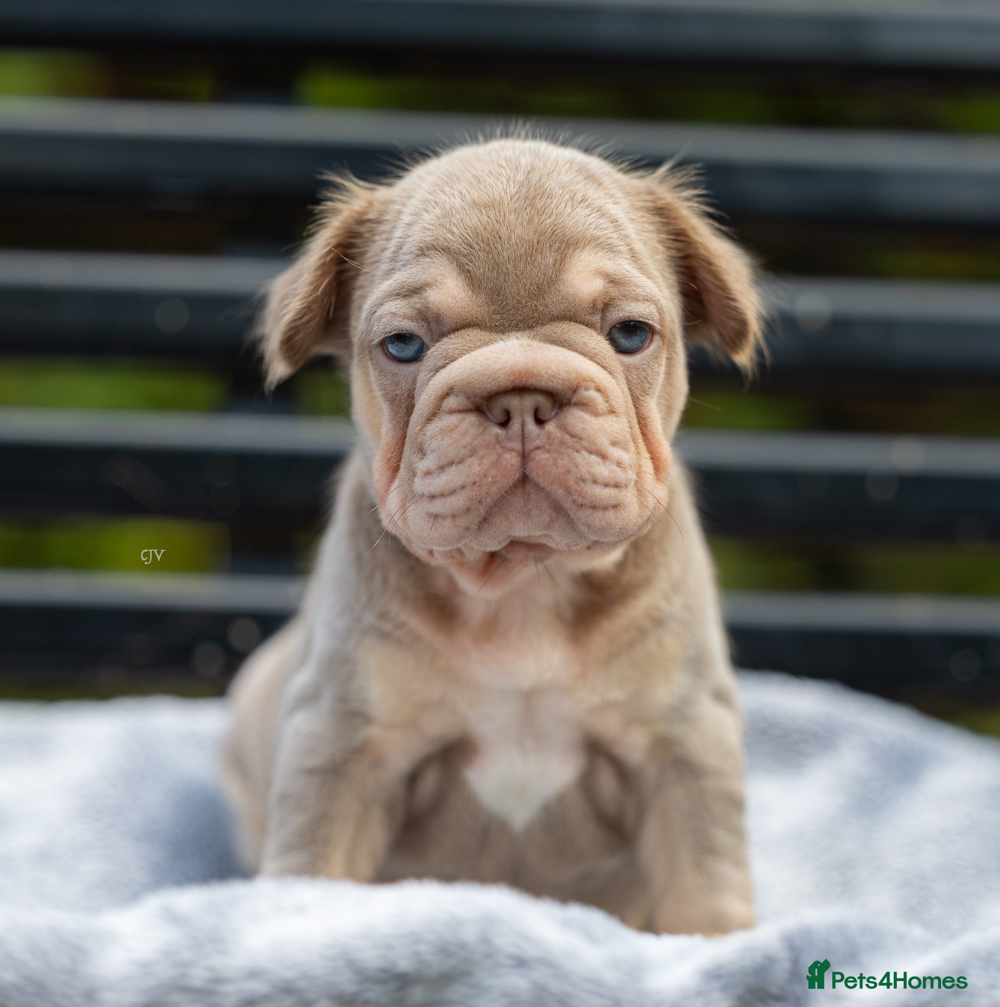 French Bulldog dogs French bulldogs  - Advert 2