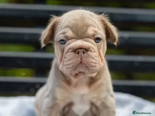 French Bulldog dogs French bulldogs - Advert 2