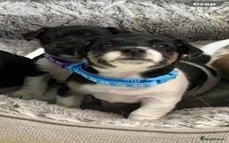 Jack Russell dogs for sale: Stunning Jack Russell puppies - Image 20