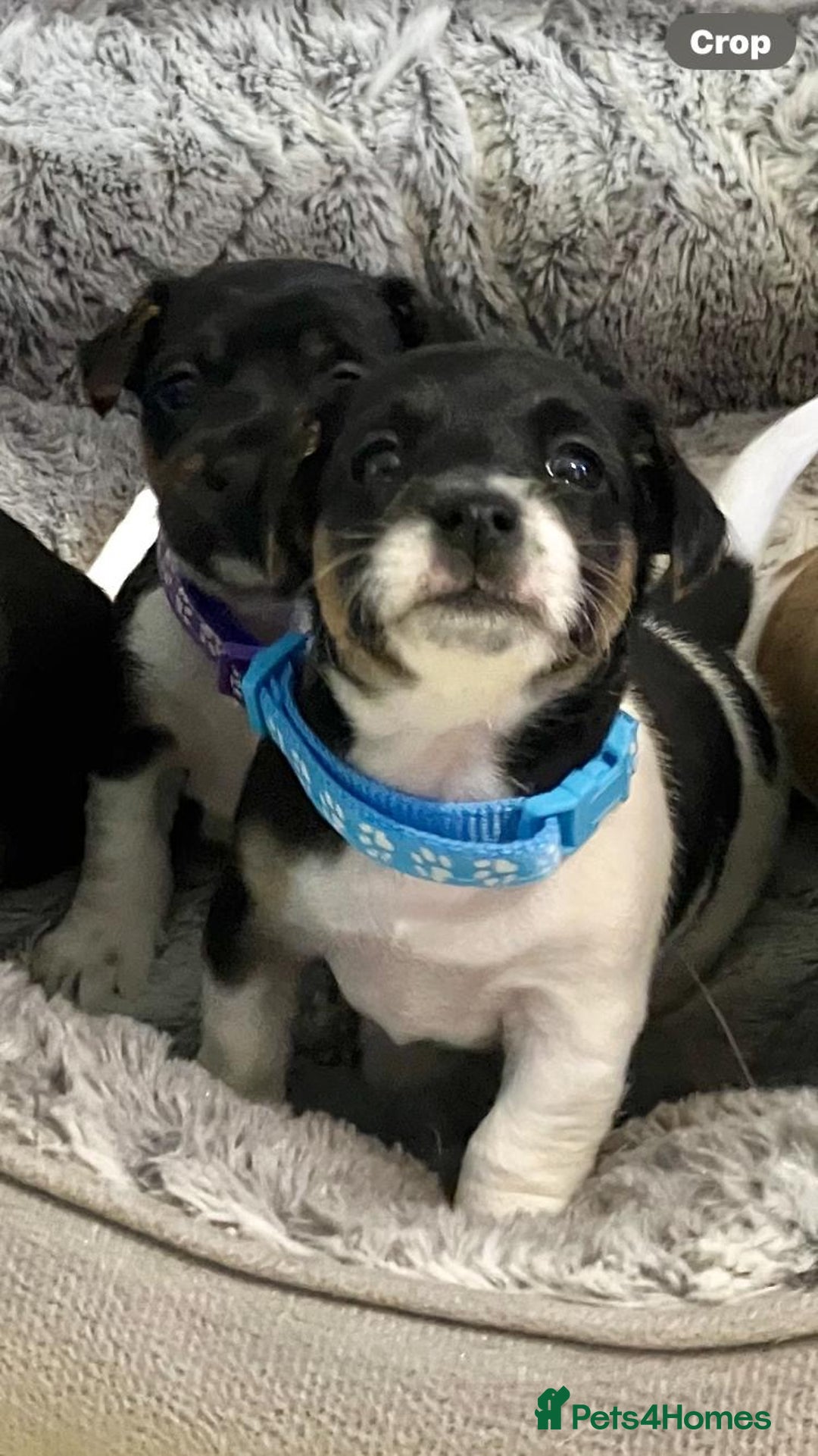 Jack Russell dogs for sale: Stunning Jack Russell puppies - Image 20