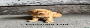 Cockapoo 6