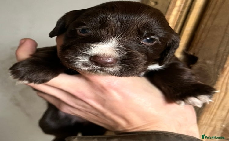 Cocker Spaniel dogs - Advert 8