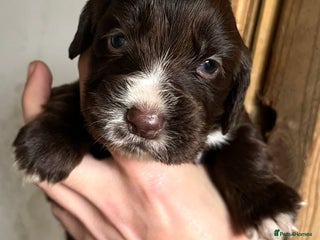 Cocker Spaniel dogs - Advert 18