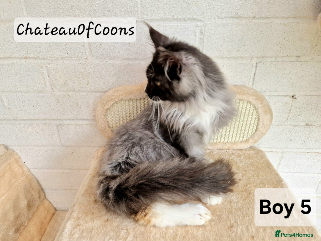 Maine Coon cats for sale: Stunning Black Smoke Registred Maine Coon Kittens - Advert 13