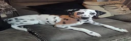 Dalmatian dogs for sale: Dalmatian  in Reading - Advert 2