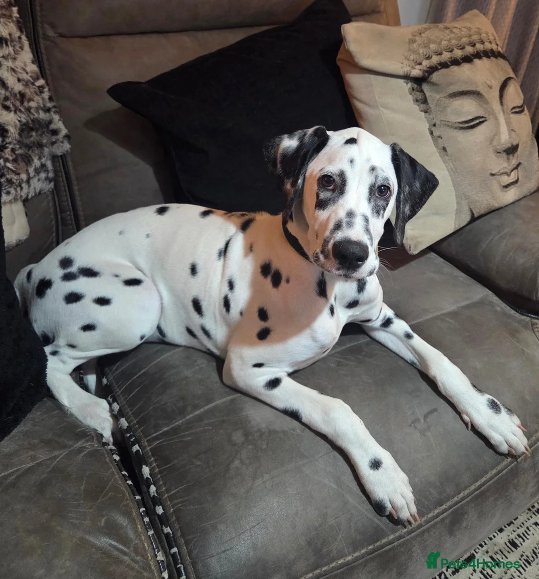 Dalmatian dogs for sale: Dalmatian  in Reading - Advert 2
