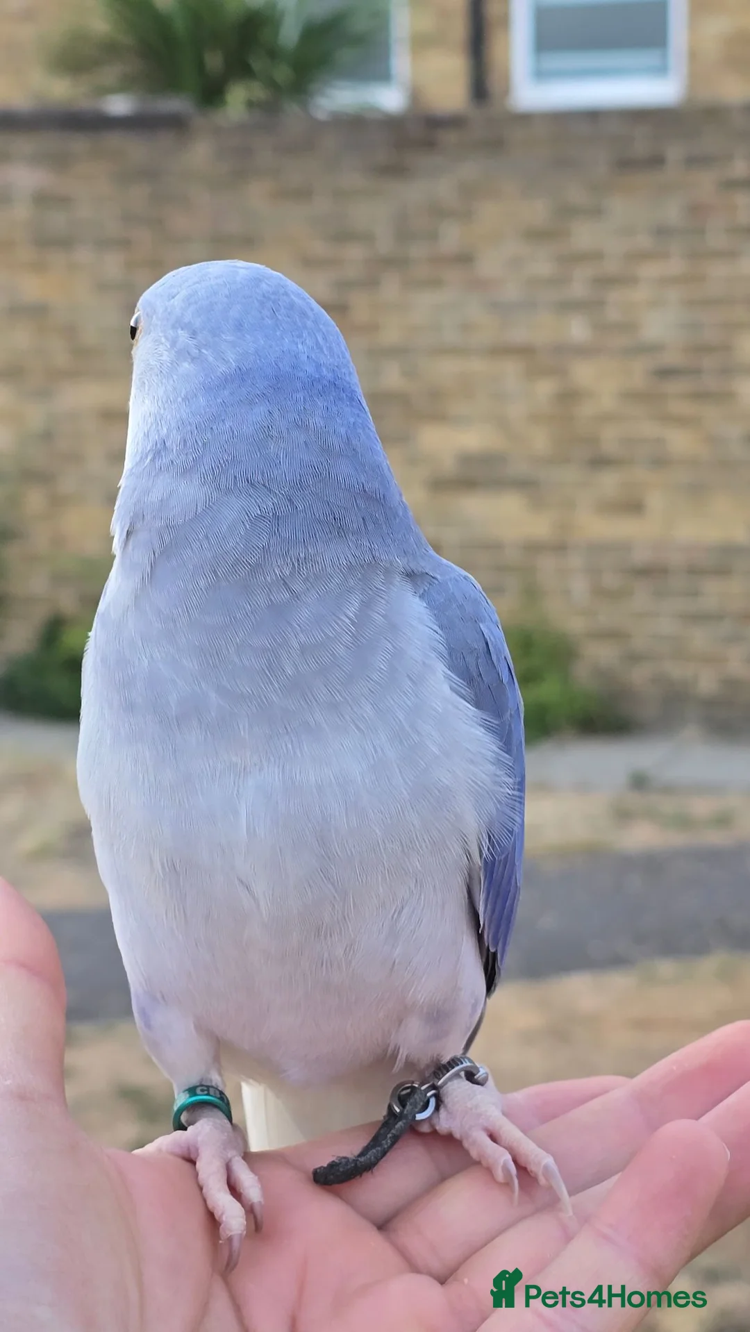 Ringnecks birds for sale: FreeFlying Indian Ringneck.4months old. - Advert 4
