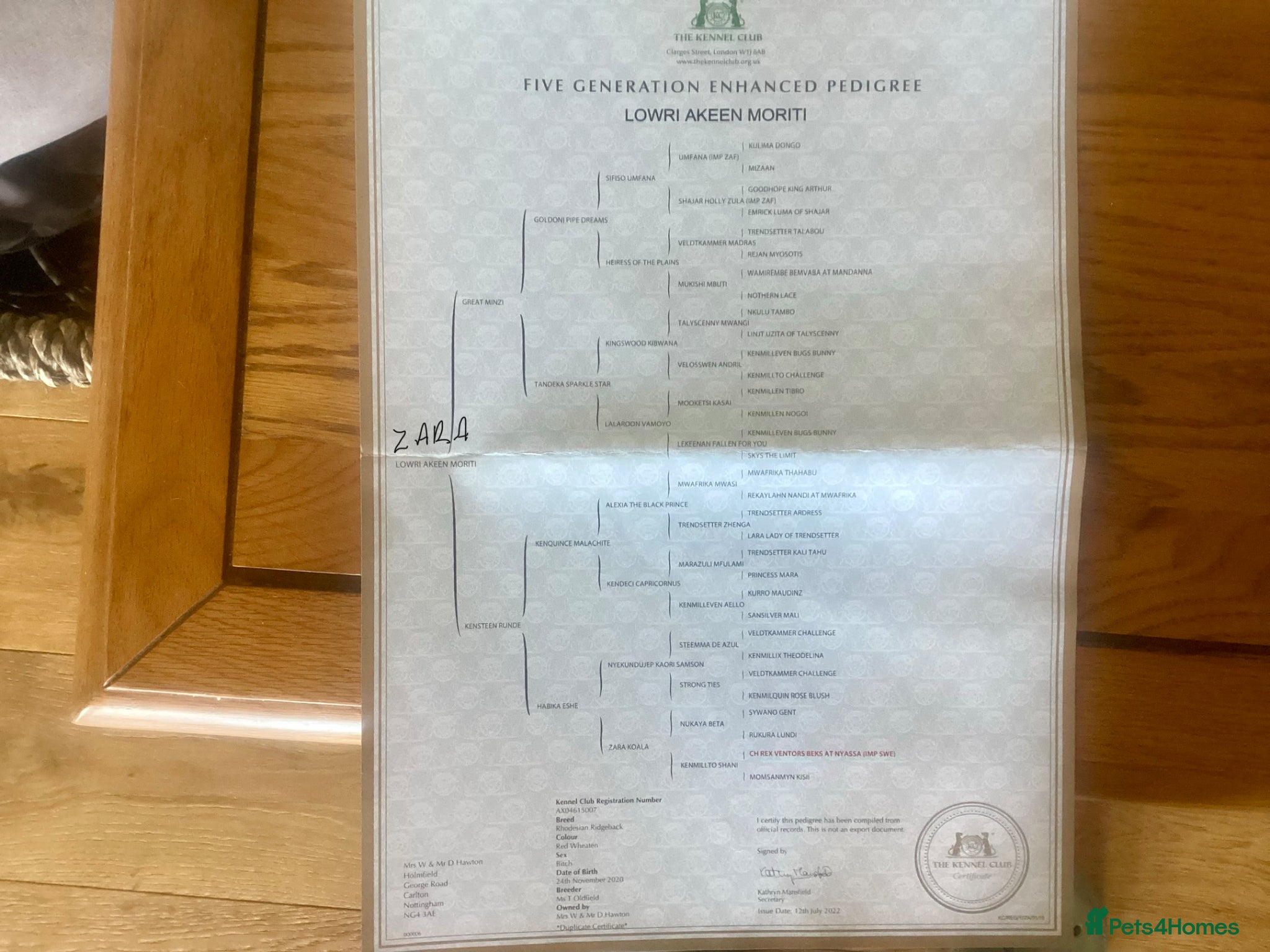 Rhodesian Ridgeback dogs Liver Nosed Rhodesian Ridgeback expecting 08/05/26 - Advert 2