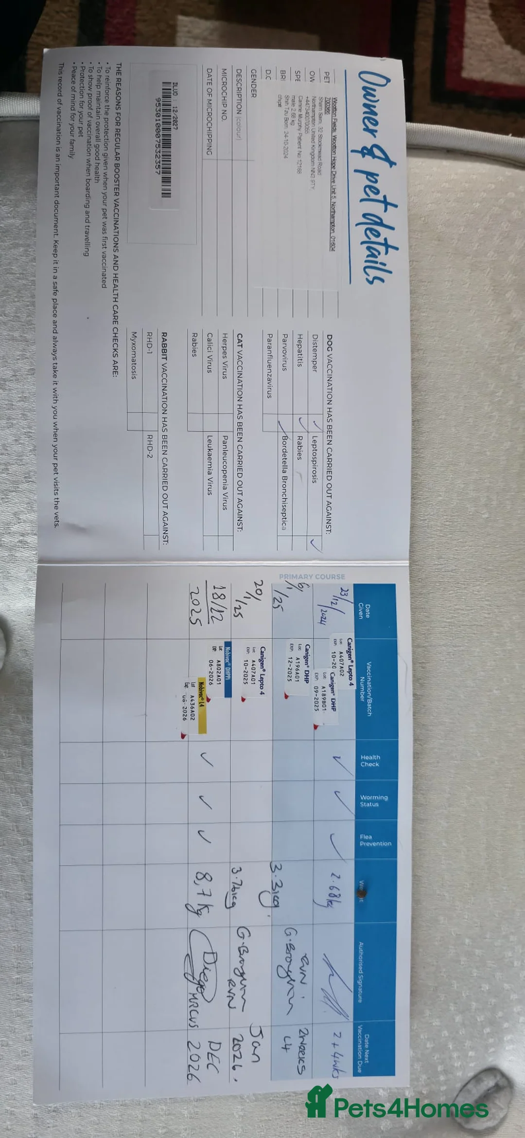 Shih Tzu dogs for sale: Morphy - Advert 4