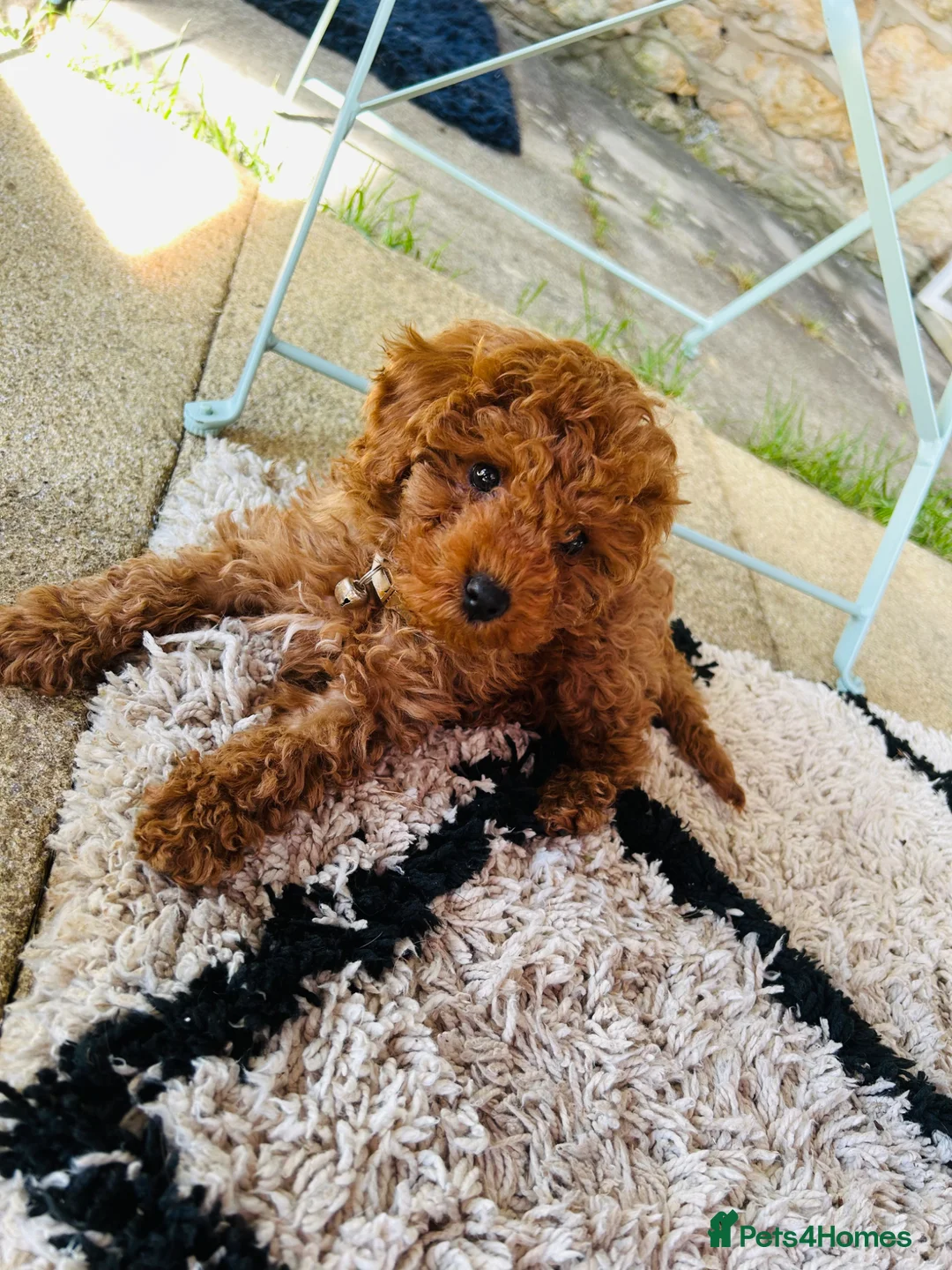 Miniature Poodle dogs for stud: KC Registered pure red miniature poodle STUD 🧡 - Advert 3