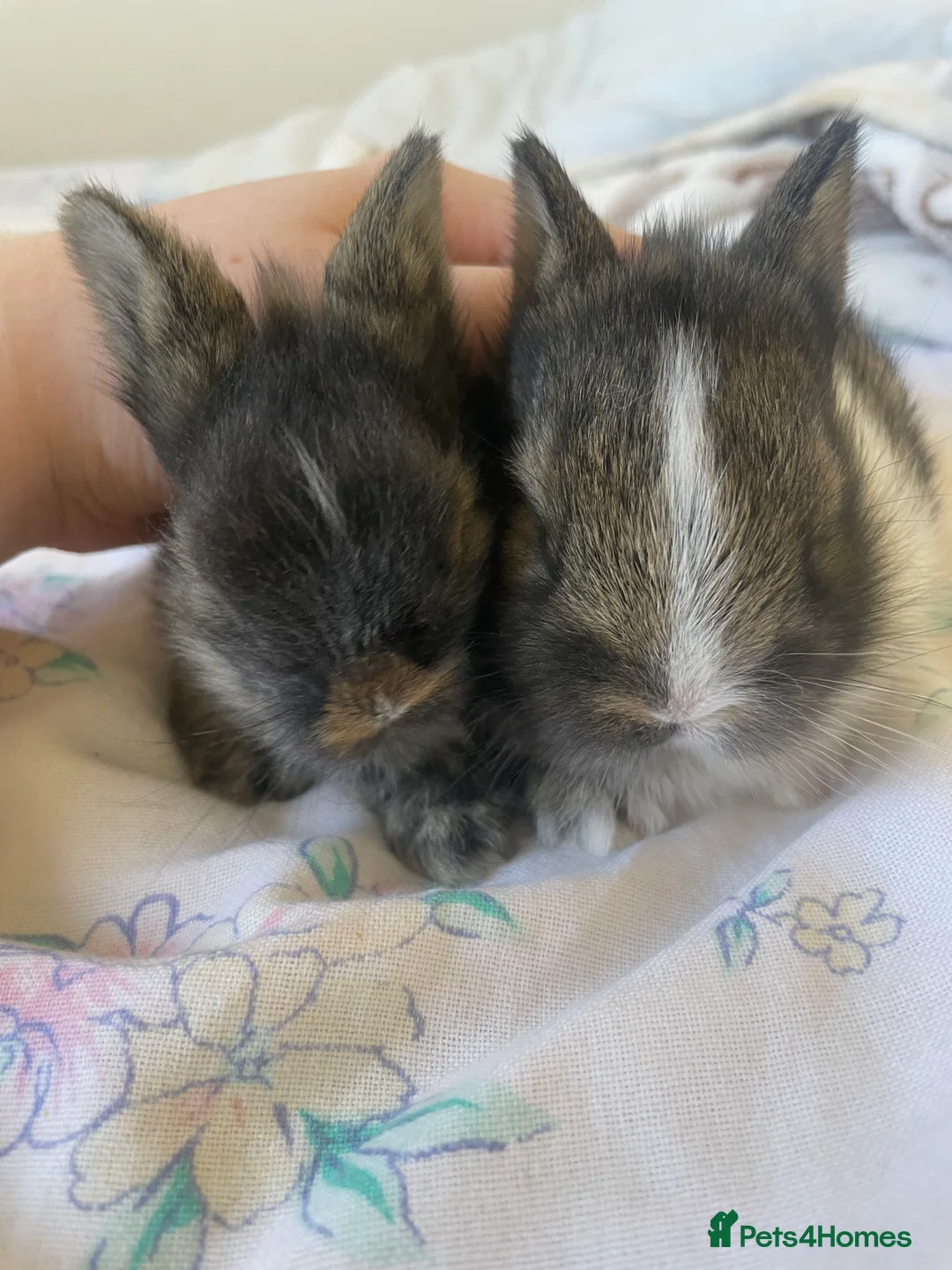 Lionhead rabbits for sale: 2 brown and black/white lion head bunnies. - Advert 1