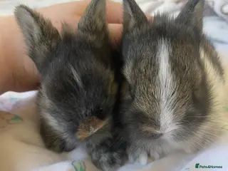 Lionhead rabbits 2 brown and black/white lion head bunnies. - Advert 16