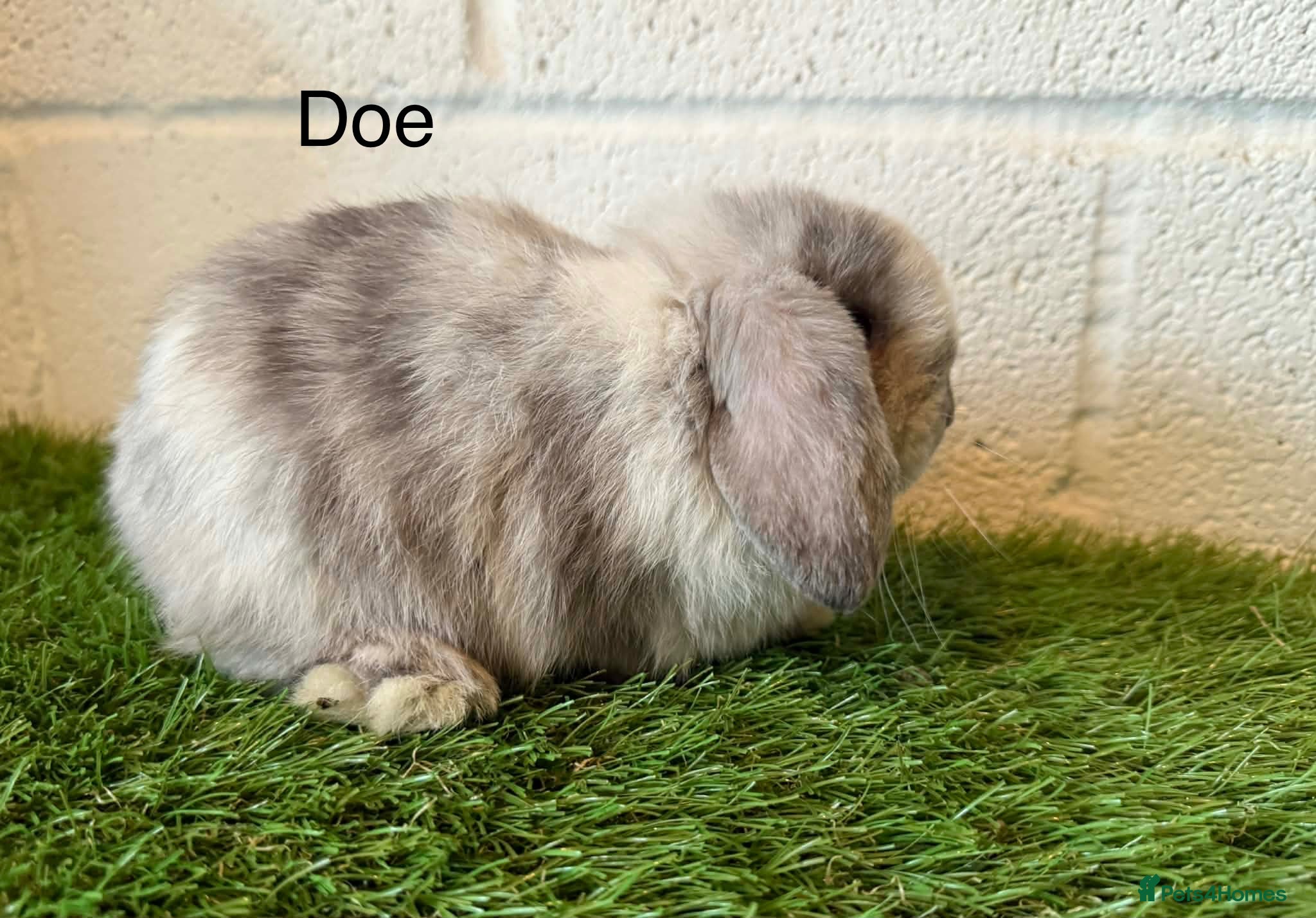 Mini Lop rabbits Stunning  Mini Lop babies  - Advert 8