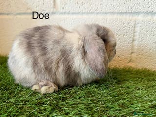 Mini Lop rabbits Stunning Mini Lop babies - Advert 8