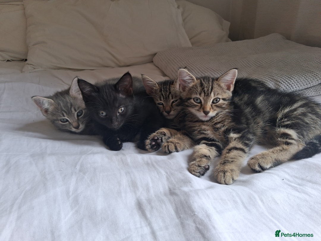 Mixed Breed cats for sale: Kittens looking for forever home - Image 3