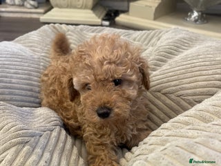Miniature Poodle dogs three beautiful miniature poodles🤍🤍 - Advert 10
