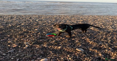 Mixed Breed dogs Marley the loveable Borador - Advert 1