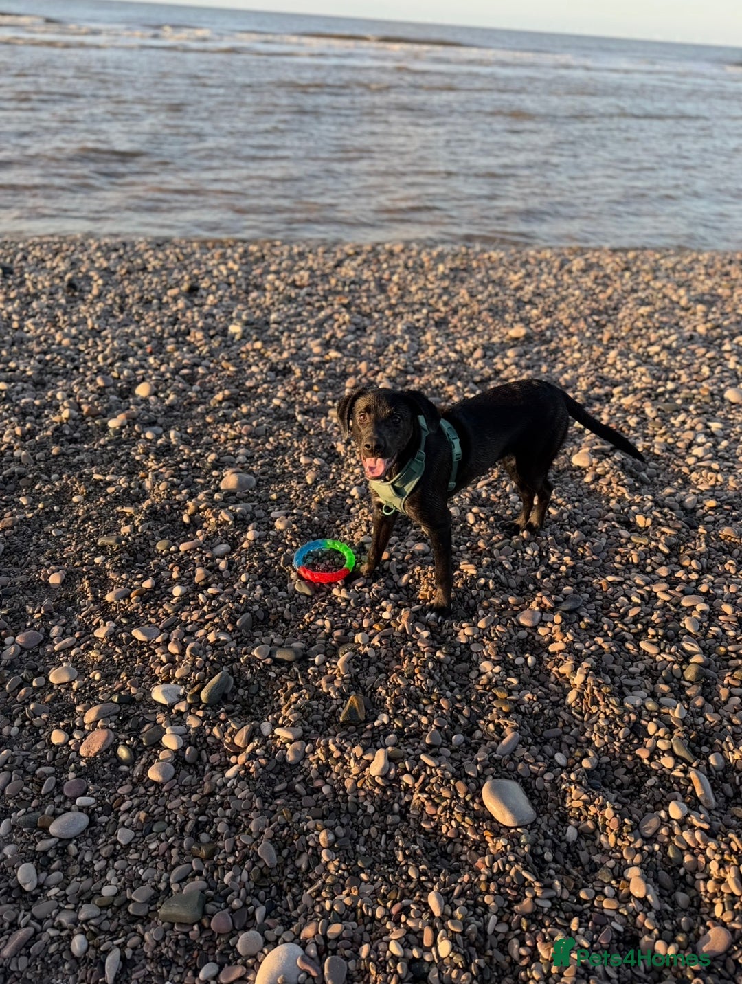 Mixed Breed dogs for sale: Marley the loveable Borador - Advert 3