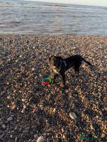 Mixed Breed dogs Marley the loveable Borador - Advert 2