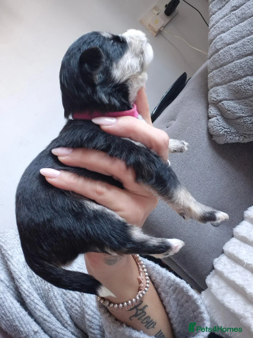 Mixed Breed dogs for sale: Cockapoo cross puppies in Emsworth - Advert 2