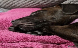 Patterdale Terrier dogs for sale: 1 year old Male Patterdale - Image 20