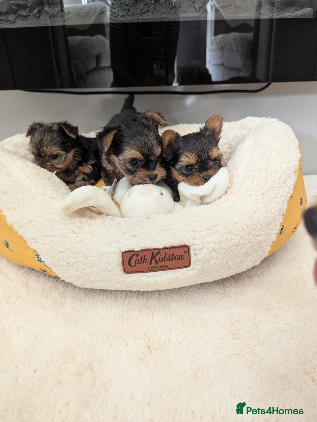 Yorkshire Terrier dogs for sale: Wonderful Yorkshire terrier puppies  - Image 28
