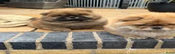 Chow Chow dogs for sale: STUNNING CHOW CHOW PUPPIES READY NOW - Advert 7