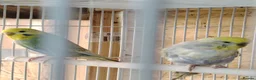 Budgerigars birds for sale: Rainbow budgies for sale - Advert 2