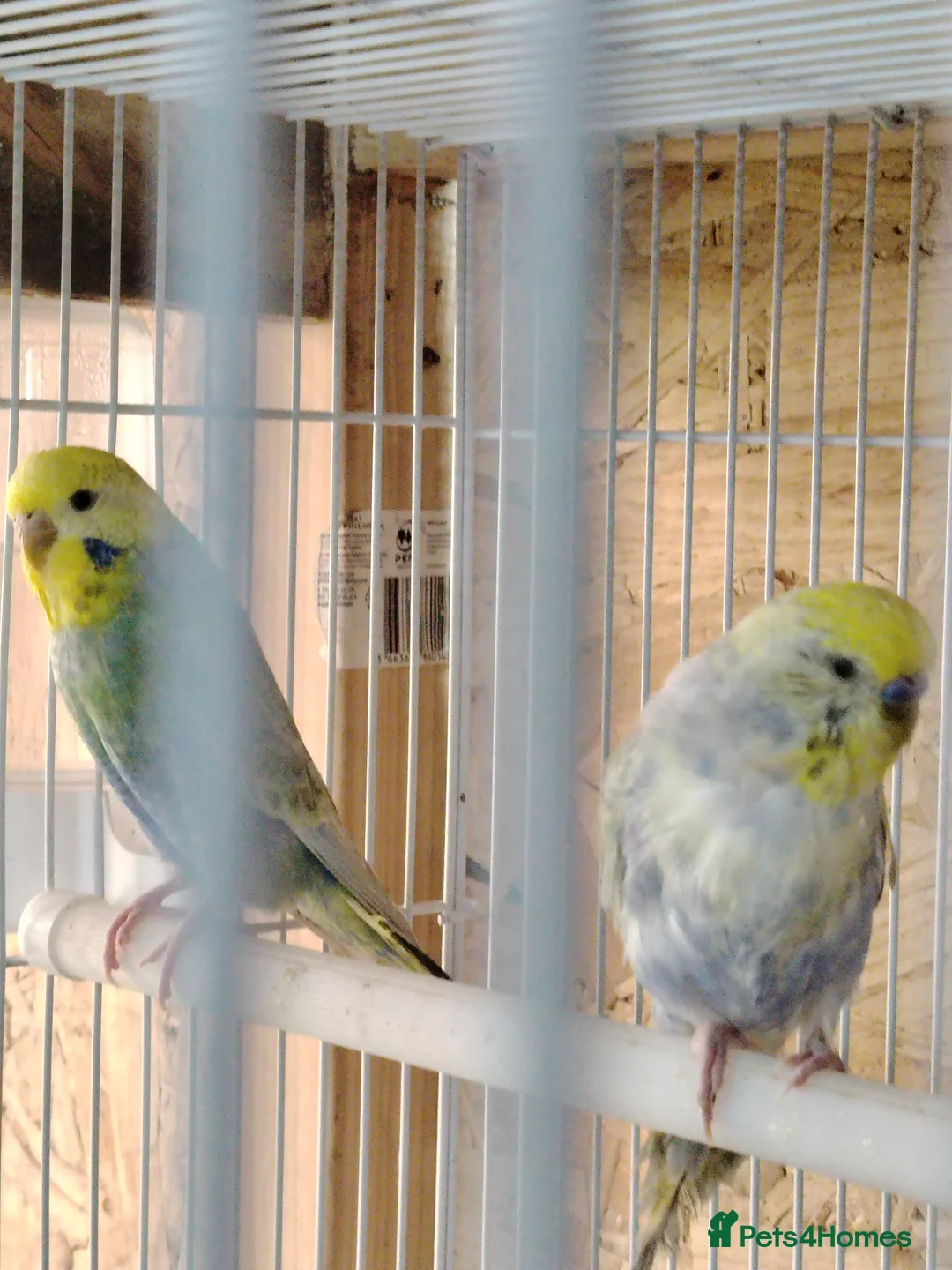 Budgerigars birds for sale: Rainbow budgies for sale - Advert 2