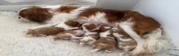 Cavalier King Charles Spaniel dogs for sale: Charming Pure Cavalier King Charles Spaniel pups - Advert 4